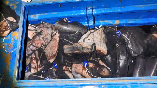 불법 포획한 고래 1.4톤 운반하던 3명 체포…가담자·유통책 추적